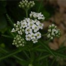 잎소아청소년과의원 이미지