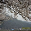 북면 벚꽃길 티스토리