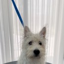 퍼피팸퍼 이미지