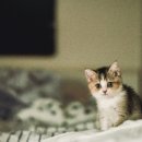 방어진 행복한 동물병원 이미지