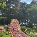 노원 초안산 수국 공원 후기, 유구 색동 수국정원과 또 다른 매력 비교