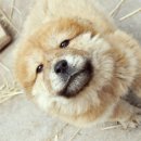 우리집 똥강아지 이미지