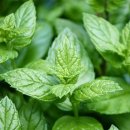 럭키(아) 이미지