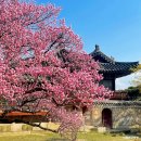 석복 | 창덕궁 홍매화 언제 예쁠까? 2026 창덕궁후원 예약 방법