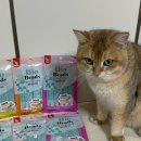 비즈케어앤컴퍼니 | 고양이 츄르 추천 눈에 보이는 비즈 캡슐 알갱이 더독앤캣 비비캣 고양이 영양간식 후기