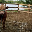 소 외양간 이미지