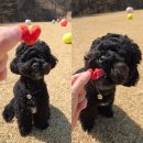 충효로 | 춘천 <강아지숲> 방문 후기!!