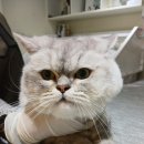 예뻐질고양 이미지