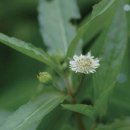 약초이야기 이미지