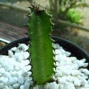 보리수식당 이미지