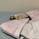 부산광역시 자원재활용센타 | 부산동물보호센터 26년 6월 첫째 주 주말 봉사 후기/1365 자원봉사