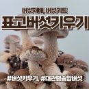 표고버섯 키우기, 버섯재배키트 포스푸드케어 추천