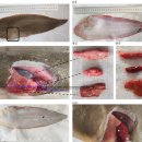 박대의 대량폐사 원인 papillomavirus 및 parvovirus 이미지