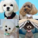 오렌지펫살롱 Daum카페
