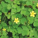 심해전자 이미지