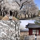 영주택시(주) | 경북 영주 가볼만한곳 봉화 청풍호 벚꽃 드라이브 코스