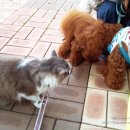 아띠모리 이미지