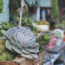 다육이카페