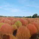 SKY.STAR.SEA | 🍁 10월 중순 절정! 임진강 댑싸리 정원, 댑싸리 색깔 변화와 촬영 팁 총정리