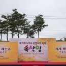 노거수 은행나무 축제의 속삭임 이미지
