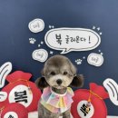 댕복한하루 이미지