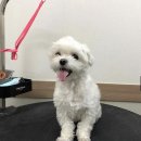 단짝 펫살롱 이미지