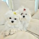 해밀예당3로154 이미지