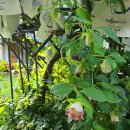 김가네창평국밥 이미지