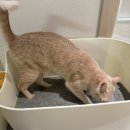 아이.지.에스 코리아 | 고양이 모래추천/에스클래스 펫 브라운 벤토나이트 사용 후기