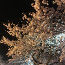 온천천일대4 | 부산 온천천 벚꽃 개화율 50%｜이번 주 절정! 산책코스 + 카페거리 총정리 🌸