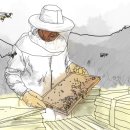 아까시만 심으면 꿀벌 돌아오나.개화 고작‘17일’[꿀 없는 꿀벌③] 이미지