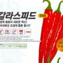 흥농종묘농약사 | 고추 노지 조숙 재배