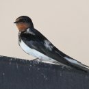 제비2리 이미지