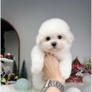 도그어바웃 강아지분양 이미지