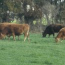 정진목장 이미지