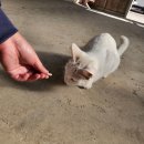 한국한우 이미지