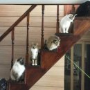 캣플라워 이미지