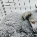 선산중앙로-13 이미지