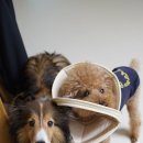 개놀자 | 강아지 PRA 시력 잃은 노견 머리 보호 충돌방지 개놀자 강아지 엔젤링 후기