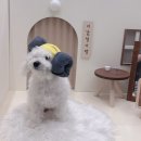 댕댕이 목욕탕 | 여의도강아지스파 댕댕이목욕탕