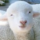 나라 축산 이미지