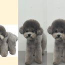 라온펫미용실 이미지