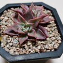 다미농장 이미지