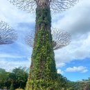 이상한 식물나라 | [싱가폴] 가든스 바이 더 베이 후기