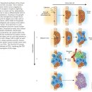 Re: Cancer Stem Cell 이미지