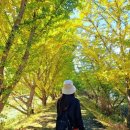 관기3구마을회관 | 청주가볼만한곳 지산리 은행나무길