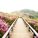 황매산군립공원 이미지