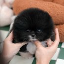 부산강아지분양 미유펫 이미지