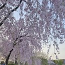 영산 연지못 이미지