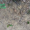 별빛민박농원 이미지